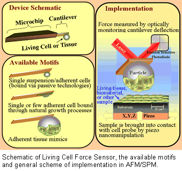 Schematic of Living Cell Force Sensor, the available motifs and general scheme of implementation in AFM/SPM.