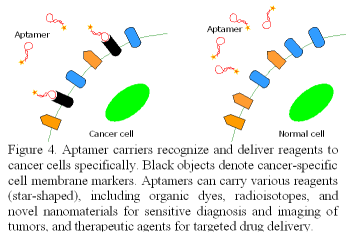 Figure 4. Aptamer carriers recognize and deliver reagents to cancer cells specifically. Black objects denote cancer-specific cell membrane markers. Aptamers can carry various reagents (star-shaped), including organic dyes, radioisotopes, and novel nanomaterials for sensitive diagnosis and imaging of tumors, and therapeutic agents for targeted drug delivery.
